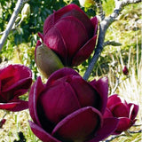 Magnolia Samen, 10Pcs