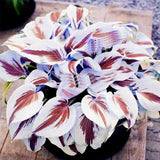 Hosta Samen, 200Pcs