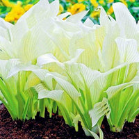 Hosta Samen, 200Pcs