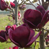 Magnolia Samen, 10Pcs