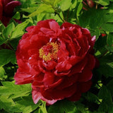 20 Stück/Beutel Pfingstrosensamen, Süß, Einfach Zu Pflanzen, Gemischte Farbe, Paeonia Suffruticosa Blumenbaum-Pflanzensamen Für Den Hausgarten, Samen Zum Pflanzen Jetzt 9