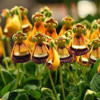 Calceolaria uniflora Samen, 1 Beutel-Stoff-Tasche