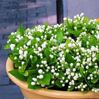 Garten Blumensamen, Wildblumen Wiese Pflanzensamen, 300Pcs / Tasche Jasmin Samen Weiß