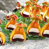 Calceolaria uniflora Samen, 1 Beutel-Stoff-Tasche