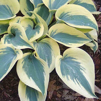 Hosta Samen, 200Pcs