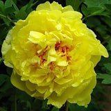 1 Beutel Pfingstrosensamen, Hohe Ertragreiche Blüte, Kleine, Hohe Überlebensrate, Blumensamen Für Den Hausgarten, Samen Zum Pflanzen Jetzt Rot Pfingstrosensamen