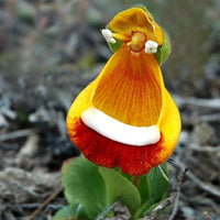 Calceolaria uniflora Samen, 1 Beutel-Stoff-Tasche