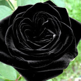 Black Rose Samen, 20Pcs