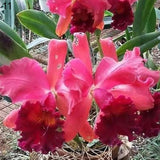 50 Stück/Beutel Samen, Umweltfreundlich, Schnelle Keimung, Eingetopfte Phalaenopsid-Samen Für Den Hausgarten, Samen Zum Pflanzen Jetzt 4 Phalaenopsis-Samen