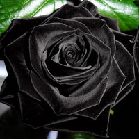 Black Rose Samen, 20Pcs