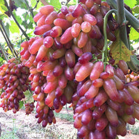 Frische Fruchtsamen mit 100 Stück