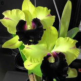 50 Stück/Beutel Samen, Umweltfreundlich, Schnelle Keimung, Eingetopfte Phalaenopsid-Samen Für Den Hausgarten, Samen Zum Pflanzen Jetzt 4 Phalaenopsis-Samen