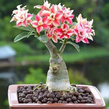 Adenium Samen, 200Pcs