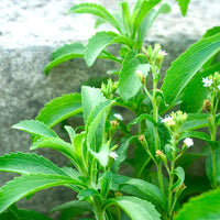 Stevia Samen