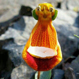 Calceolaria uniflora Samen, 1 Beutel-Stoff-Tasche