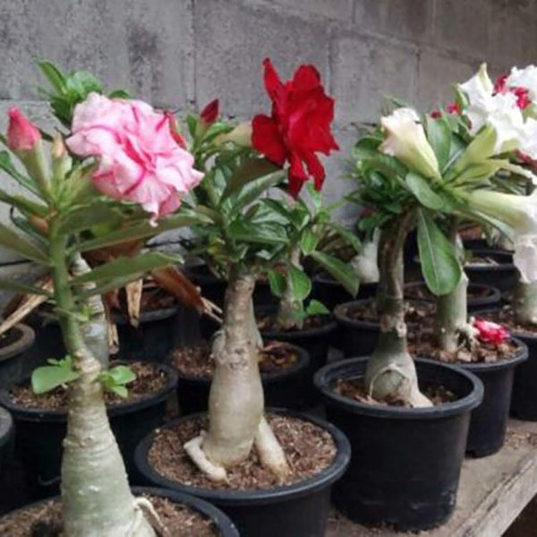 Adenium Samen, 200Pcs