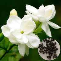 Garten Blumensamen, Wildblumen Wiese Pflanzensamen, 300Pcs / Tasche Jasmin Samen Weiß