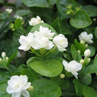 Garten Blumensamen, Wildblumen Wiese Pflanzensamen, 300Pcs / Tasche Jasmin Samen Weiß