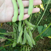 Edamame Samen, 100Pcs