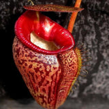 20 Stück/Beutel Nepenthes-Samen Tropische Samen Mit Hoher Keimrate, Mehrfarbig, Seltene Kannenpflanzensamen Für Den Hausgarten, Samen Zum Pflanzen Jetzt Rosa Nepenthes-Samen
