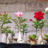 Adenium Samen, 200Pcs