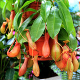 20 Stück/Beutel Nepenthes-Samen Tropische Samen Mit Hoher Keimrate, Mehrfarbig, Seltene Kannenpflanzensamen Für Den Hausgarten, Samen Zum Pflanzen Jetzt Rosa Nepenthes-Samen