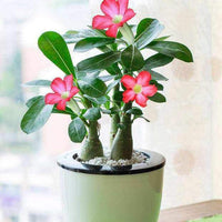 Adenium Samen, 200Pcs