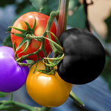 Regenbogen Tomatensamen, 200Pcs