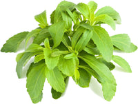 Stevia Samen