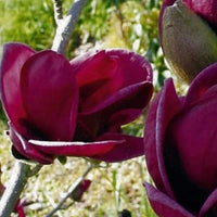 Magnolia Samen, 10Pcs