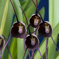 Affe-Gesichts-Orchideen-Blume, 20Pcs