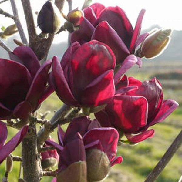 Magnolia Samen, 10Pcs