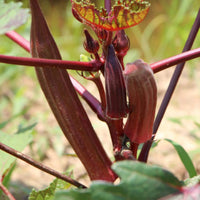 Red Okra Samen, 100Pcs