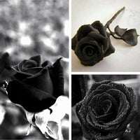 Black Rose Samen, 20Pcs