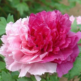 20 Stück/Beutel Pfingstrosensamen, Süß, Einfach Zu Pflanzen, Gemischte Farbe, Paeonia Suffruticosa Blumenbaum-Pflanzensamen Für Den Hausgarten, Samen Zum Pflanzen Jetzt 9