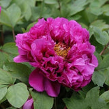 20 Stück/Beutel Pfingstrosensamen, Süß, Einfach Zu Pflanzen, Gemischte Farbe, Paeonia Suffruticosa Blumenbaum-Pflanzensamen Für Den Hausgarten, Samen Zum Pflanzen Jetzt 9