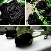 Black Rose Samen, 20Pcs