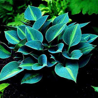 Hosta Samen, 200Pcs