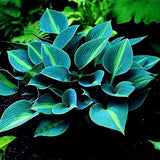 Hosta Samen, 200Pcs