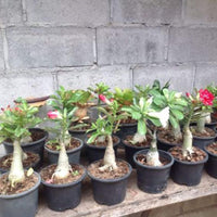 Adenium Samen, 200Pcs