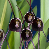 20 Stück/Beutel Orchideensamen, Seltene, Spezielle Form, Tragbare, Belebende Blumensamen Für Den Balkon, Gartensamen, Jetzt Zum Pflanzen Rosa Affengesichts-Orchideen-Blume