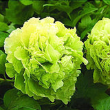 1 Beutel Pfingstrosensamen, Hohe Ertragreiche Blüte, Kleine, Hohe Überlebensrate, Blumensamen Für Den Hausgarten, Samen Zum Pflanzen Jetzt Rot Pfingstrosensamen