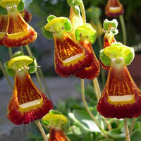 Calceolaria uniflora Samen, 1 Beutel-Stoff-Tasche