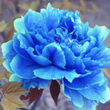20 Stück/Beutel Pfingstrosensamen, Süß, Einfach Zu Pflanzen, Gemischte Farbe, Paeonia Suffruticosa Blumenbaum-Pflanzensamen Für Den Hausgarten, Samen Zum Pflanzen Jetzt 9