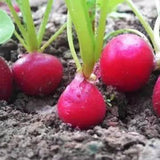 1 Beutel Samen, Schnell Wachsende Gemischte Gemischte Gemüsesamen Für Den Gewächshausgarten, Samen Zum Pflanzen Jetzt Gemischte Gemüsesamen