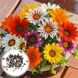 100 Stück/Beutel Dahlia Pinnata-Samen, Duftende, Gut Keimende, Gut Angepasste Chrysanthemen-Blumensämlinge Für Den Garten, Gartensamen Zum Pflanzen Jetzt Chrysanthemensamen