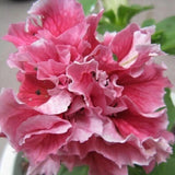 20 Teile/Beutel Petunia Hybrida Samen Klettern Dürretolerante Mehrfarbige Wellenserie Blumensamen Für Garten Gartensamen Zum Pflanzen Jetzt Rosa Petunia Hybrida-Samen
