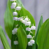 100 Stück/Beutel Samen, Umweltfreundlich, Lebendige Farben, Eingetopfte Convallaria Majalis-Samen Für Den Hausgarten, Samen Zum Pflanzen Jetzt Convallaria Majalis-Samen