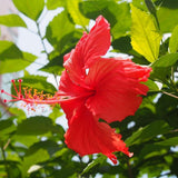 100 Stück/Beutel Hibiskus-Samen, Seltene Blühende Pflanzen, Riesen-Landschaftsbau-Blumensamen Für Gartensamen, Jetzt Zum Pflanzen Hibiskussamen