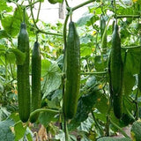 1 Beutel Gurkensamen, Natürliche, Nahrhafte, Stachellose, Süße Fruchtsamen Für Den Garten, Samen Zum Pflanzen Jetzt Gurkensamen